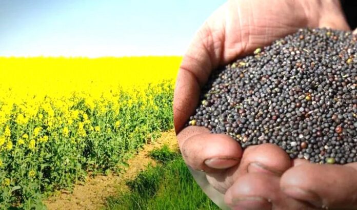 В Україні збільшується пропозиція ріпаку