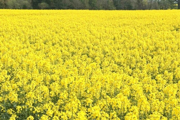 На українському ринку ріпаку відбуваються кардинальні зміни