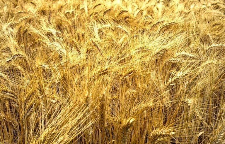 У НААН назвали перспективи цьогорічного урожаю озимої пшениці