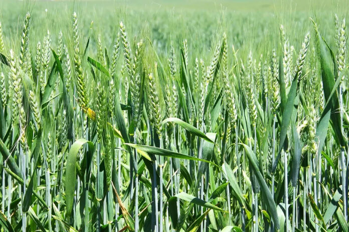 Протруйник МАКСЕМІС, ТН від IFAGRI – потрійний захист сходів від хвороб і шкідників