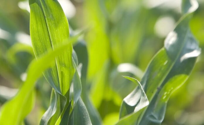 Які шкідники та хвороби розвиваються у посівах кукурудзи