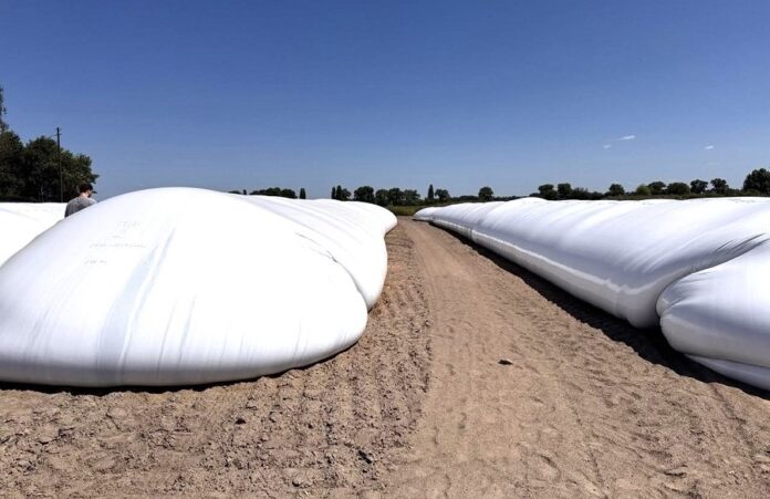 У HarvEast частину врожаю пшениці залишили у полі