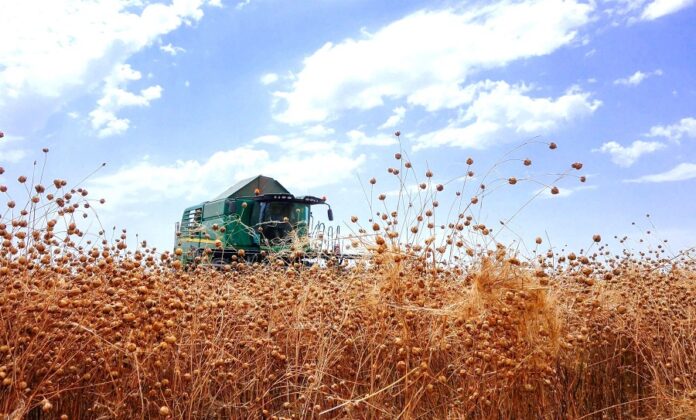 У Tekom Agro Group зібрали олійний льон яка врожайність