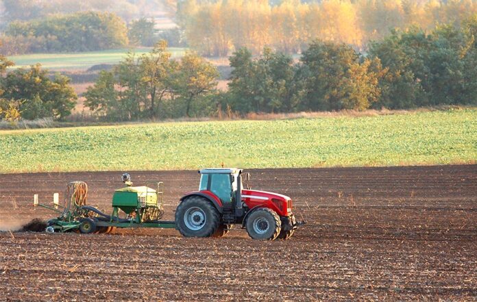 Норма висіву озимої пшениці залежить від строків сівби та попередника