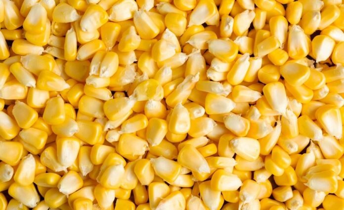 Ціни на кукурудзу в Україні продовжують поступово знижуватися