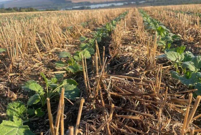 В «Агрофірмі «Ольгопіль» з’явилися перші сходи озимого ріпаку